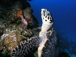 Half Moon Bay Wall, Roatan. by Anja Garrido Barnet 